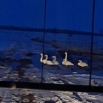 изображение_2026-03-26_110924826