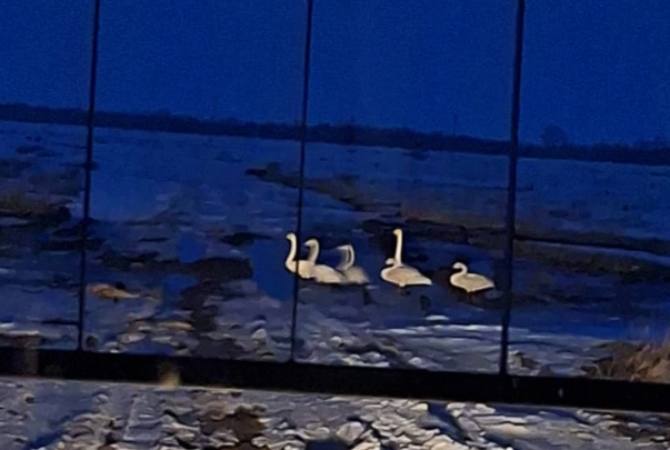 изображение_2026-03-26_110924826